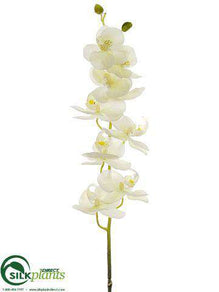 Phalaenopsis Orchid Spray - Cream Green - Pack of 12