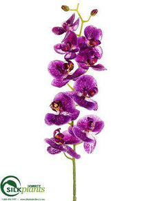 Phalaenopsis Orchid Spray - Orchid - Pack of 12