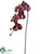 Phalaenopsis Orchid Spray - Burgundy - Pack of 4