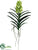 Vanda Orchid Plant - Green - Pack of 4