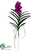 Vanda Orchid Plant - Orchid - Pack of 4