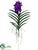 Vanda Orchid Plant - Violet - Pack of 4