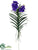 Vanda Orchid Plant - Purple Lavender - Pack of 2