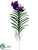 Vanda Orchid Plant - Violet - Pack of 2