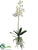 Phalaenopsis Orchid Plant - White Yellow - Pack of 8