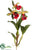 Cattleya Orchid Plant - Red Green - Pack of 6
