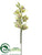 Cymbidium Orchid Spray - Green - Pack of 6