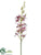Cymbidium Orchid Spray - Orchid Two Tone - Pack of 12