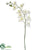 Phalaenopsis Orchid Spray - Cream Green - Pack of 6