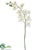 Phalaenopsis Orchid Spray - Cream Green - Pack of 6