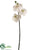 Phalaenopsis Orchid Spray - White Green - Pack of 12