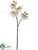 Phalaenopsis Orchid Spray - White Green - Pack of 6