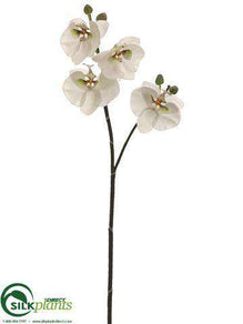 Phalaenopsis Orchid Spray - White Green - Pack of 6