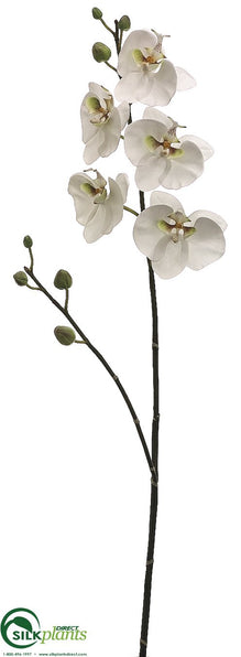 Phalaenopsis Orchid Spray - White Green - Pack of 6