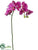 Phalaenopsis Orchid Spray - Orchid - Pack of 12