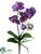 Phalaenopsis Orchid Plant - Lavender Purple - Pack of 12
