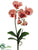Phalaenopsis Orchid Plant - Red Dark - Pack of 12