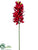 Cymbidium Orchid Spray - Red - Pack of 6