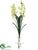 Vanda Orchid Plant - Green - Pack of 6