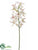Mokara Vanda Orchid Spray - Mauve Cream - Pack of 6