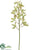 Mokara Vanda Orchid Spray - Green Burgundy - Pack of 6
