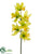 Cymbidium Orchid Spray - Green Yellow - Pack of 6