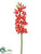 Cymbidium Orchid Spray - Coral - Pack of 6