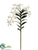 Dendrobium Orchid Plant - Cream - Pack of 6