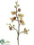 Phalaenopsis Orchid Spray - Green Rubrum - Pack of 12