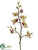 Phalaenopsis Orchid Spray - Green Rubrum - Pack of 12
