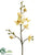 Phalaenopsis Orchid Spray - Yellow - Pack of 12