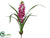 Mini Cymbidium Orchid Flower Plant Bush - Orchid - Pack of 6