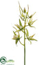Silk Plants Direct Spider Oncidium Orchid Spray - Green Cream - Pack of 8