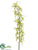 Brassia Orchid Spray - Green Two Tone - Pack of 6
