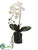 Phalaenopsis Orchid Plant - White - Pack of 6