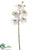 Phalaenopsis Orchid Spray - White Green - Pack of 6