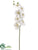 Phalaenopsis Orchid Spray - White Green - Pack of 4