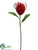 Maize Protea Spray - Red - Pack of 12