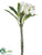 Plumeria Spray - Cream Green - Pack of 6