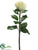 Needle Protea Spray - White - Pack of 12