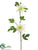 Passion Flower Spray - Cream Green - Pack of 12