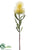 Pincushion Protea Spray - Green - Pack of 12