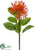 Pincushion Protea Spray - Orange Red - Pack of 12