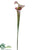 Pitcher Plant Spray - Green Burgundy - Pack of 12