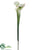 Pitcher Plant Spray - Green White - Pack of 12