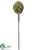 Protea Spray - Green Plum - Pack of 12