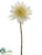 King Protea Spray - White - Pack of 12