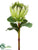 Giant King Protea Spray - Green - Pack of 6