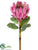 Giant King Protea Spray - Pink - Pack of 6