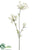Queen Anne's Lace Spray - Cream - Pack of 12